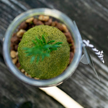 画像をギャラリービューアに読み込む, TREEE’S KYOTO 抹茶テラリウム-Leaf 限定スペシャル-「Tea Leaf Set」

