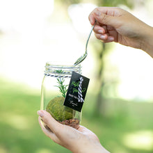 画像をギャラリービューアに読み込む, TREEE’S KYOTO 抹茶テラリウム-Leaf 限定スペシャル-「Tea Leaf Set」
